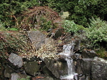 oregonspringpond
