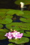 Lotus with Bee - 98226