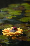 Sunflower with Ladybug - 98228