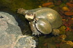 Turtle Pair Statue - 98250