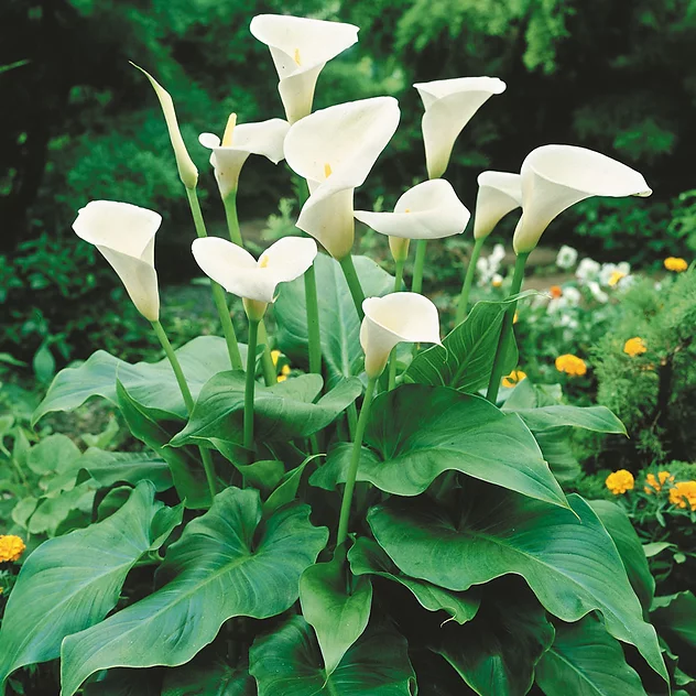 arrow-arum-white-zantedeschia-aethiopica-hardy-bog-plants