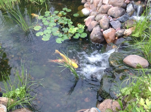 Image Al's pond