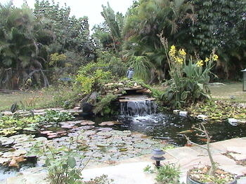 Image tony&kelly koi pond,water fall