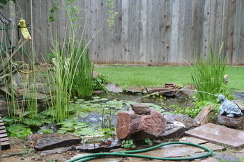 Image Shallow NW End of Pond