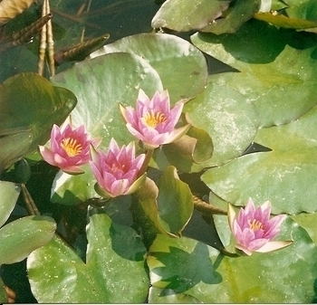 Hardy Pink Water Lily - Laydekeri Lilacea