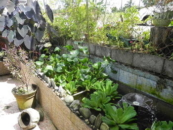 Image Razia's kois pond in Trinidad and Tobago