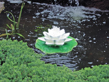 Beckett Pond Filter | Floating Filter Lily