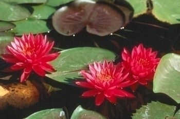 Pond Plants, Water Lilies - Bernice Ikins Red Water Lily