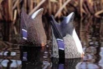 Floating Bottoms Up Feeding Mallard Pair | ARCHIVE