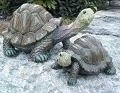 Turtle - 10