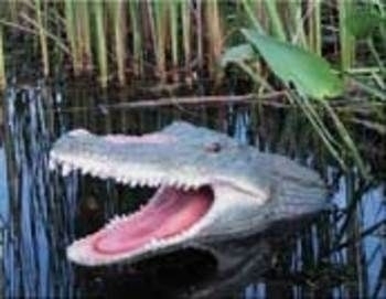 Floating Gator Open Mouth | Floating Ornaments