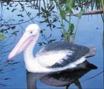Floating Pelican | ARCHIVE