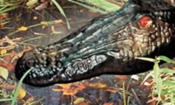 Gator Guard | Floating Ornaments