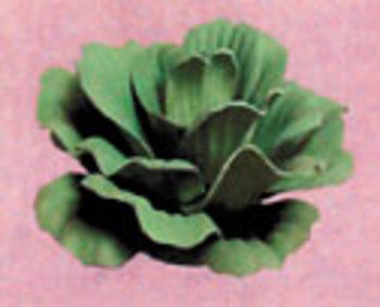 Imitation Floating Water Lettuce | ARCHIVE