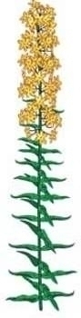 Imitation Loosestrife | ARCHIVE