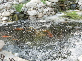 Image Richard's Pond - Koi eggs - 2006