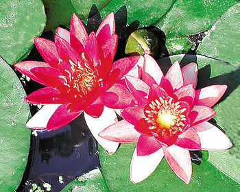 Pond Plants, Water Lilies  - Baby Red Water Lily