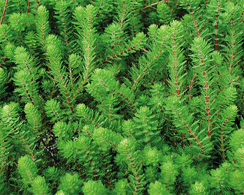 Parrot Feather - Myriophyllum Aquaticum | ARCHIVE