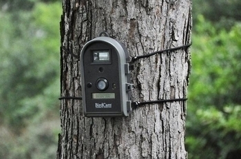 Image 2 BirdCam 2.0 with Flash (WSCA02) by Wingscapes