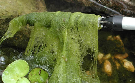 Algae Witch | String Algae Control