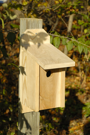 Western Bluebird Joy Box by Heartwood | Bird Houses