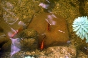 Image The Bryant's Fish 3, TN