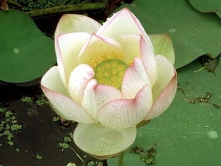 Chawan Basu Lotus | Lotus