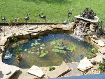 Image Cindi's KOI Pond, FL