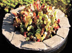 Island Decorative Cover | ARCHIVE