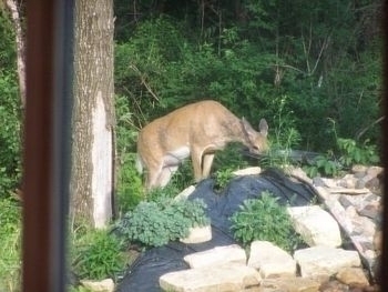 Image Jim Kellar's Deer
