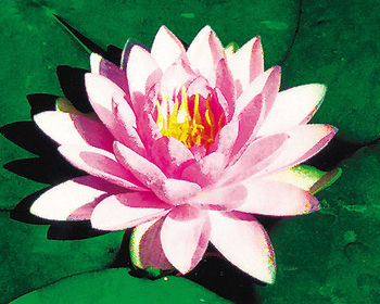 Pond Plants, Water Lilies - Hollandia Pink Water Lily