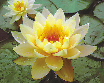 Pond Plants, Water Lilies -  Inner Light Yellow Water Lily