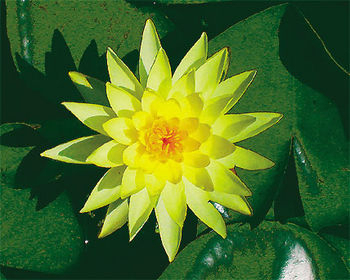 Pond Plants, Water Lilies - Joey Tomocik Yellow Water Lily