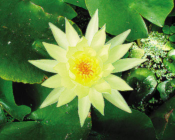 Pond Plants, Water Lilies - Mexicana Yellow Water Lily