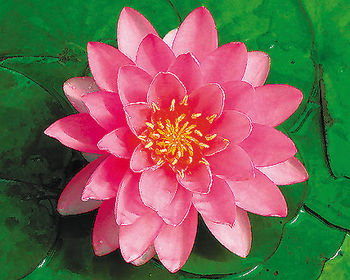 Pond Plants, Water Lilies -  Perry's Fire Opal Pink Water Lily