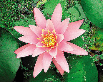 Pond Plants, Water Lilies - Pink Sensation Pink Water Lily