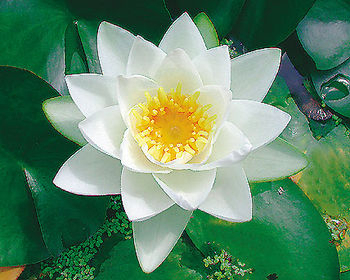 Pond Plants, Water Lilies -  Virginalis White Water Lily