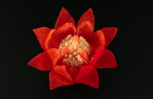 Caspicum Lotus | ARCHIVE