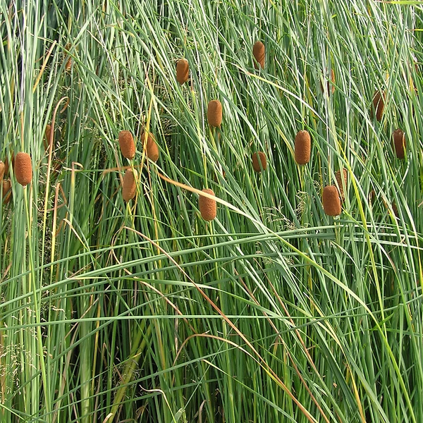 Pond Plants - Graceful Narrow-Leaf Cattail - Typha Laxmanni