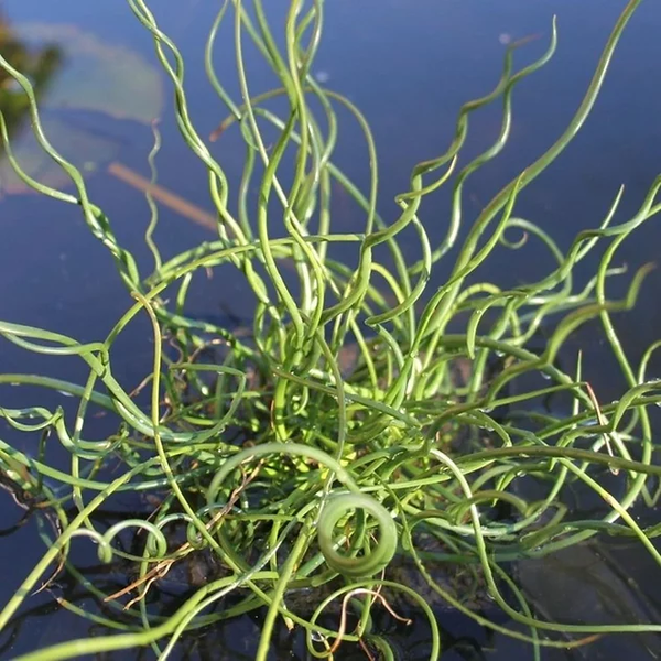 Pond Plants -Corkscrew Rush - Juncus Effusus Spiralis