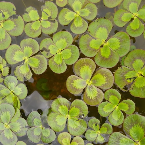 Water Clover - Marsilea Mutica | Hardy Bog Plants