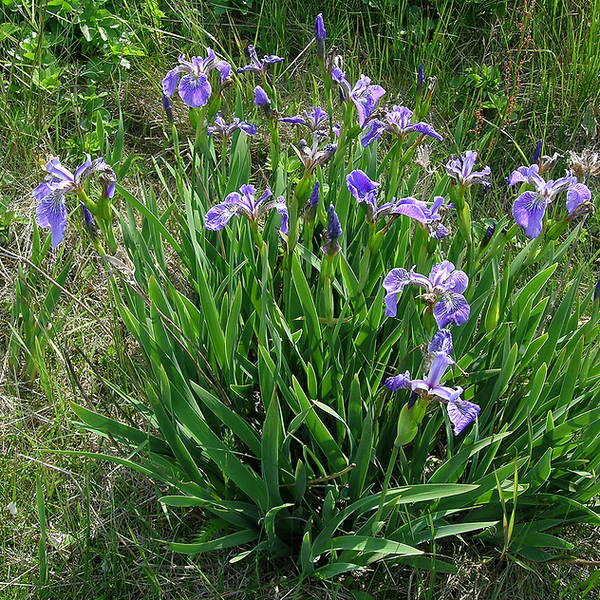 Pond Plants - Blue Flag Iris - Iris Versicolor