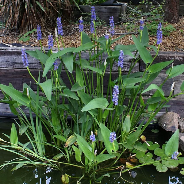 Blue Pickerel Rush - Pontederia Cordata | Hardy Bog Plants