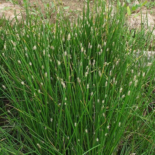 Pond Plants - Spike Rush - Eleocharis Montevidensis