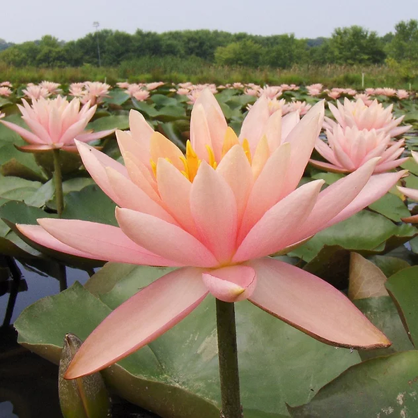 Pond Plants, Water Lilies -   Colorado Pink Water Lily