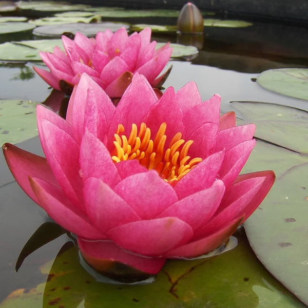 Pond Plants, Water Lilies - James Brydon Red Water Lily