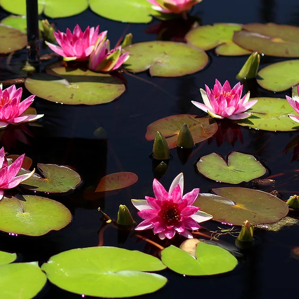 Pond Plants, Water Lilies - Laydekeri Fulgens Red Water Lily