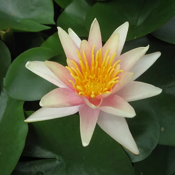 Pond Plants, Water Lilies -  Sioux Peach Water Lily