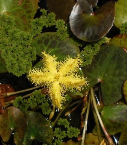 Yellow Snowflake - Nymphoides Geminata | Floating Plants