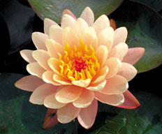 Mangkala Ubul - Hardy Peach Water Lily | Lilies by Name